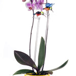 Orchid Flower Glass Support Rod Stake Cane